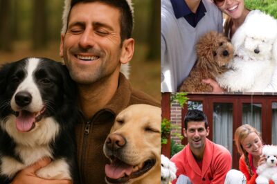 Novak Djokovic Ignites the Web with a Shocking Announcement: He Will Invest 20 Million Dollars to Build a ‘Paradise’ for Stray Dogs, Promising Love and a Home to Thousands of Abandoned Puppies.