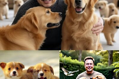 Elon Musk ignites the web with a shocking announcement: he will invest 20 million dollars to build a ‘paradise’ dedicated to rescuing stray dogs, promising love and a home to thousands of abandoned puppies